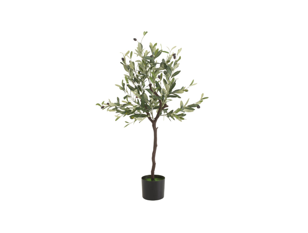 Olive Plastic In Pot Plant Medium