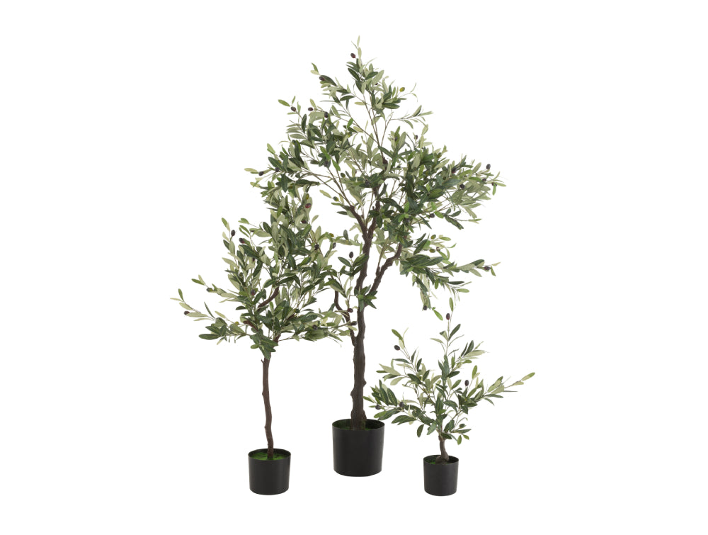 Olive Plastic In Pot Plant Family