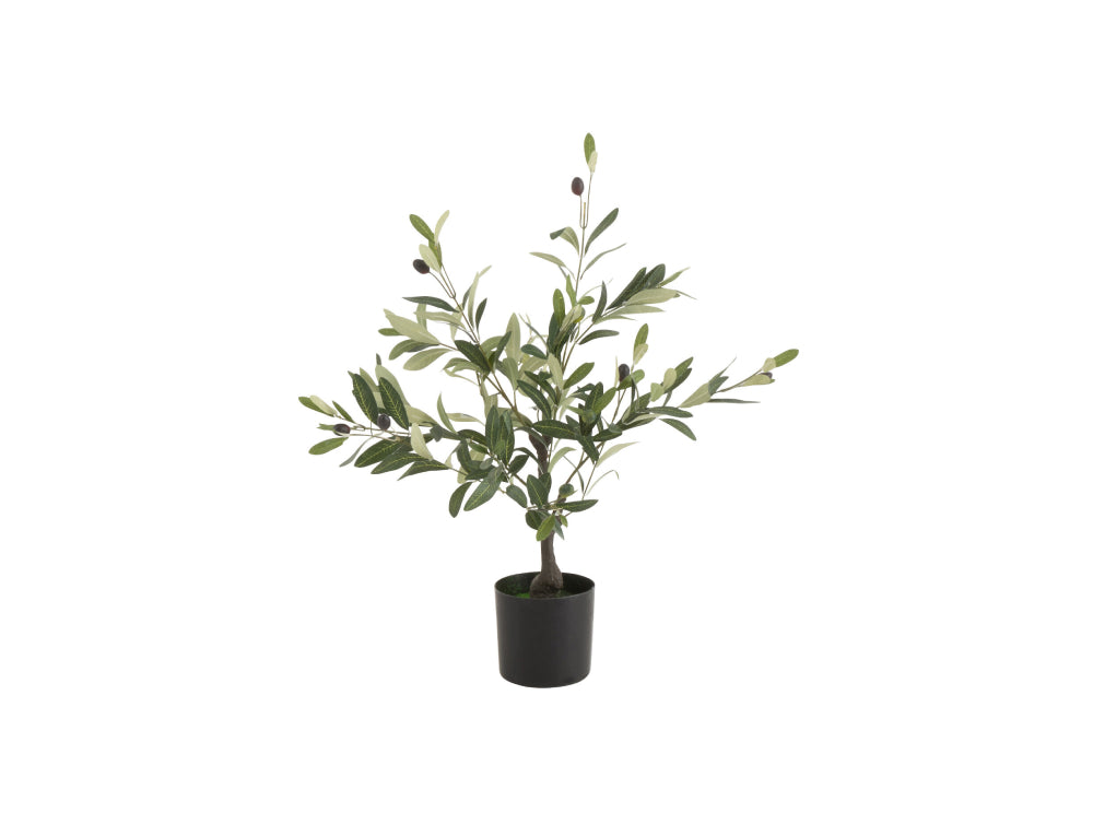 Olive Plastic In Pot Plant Small