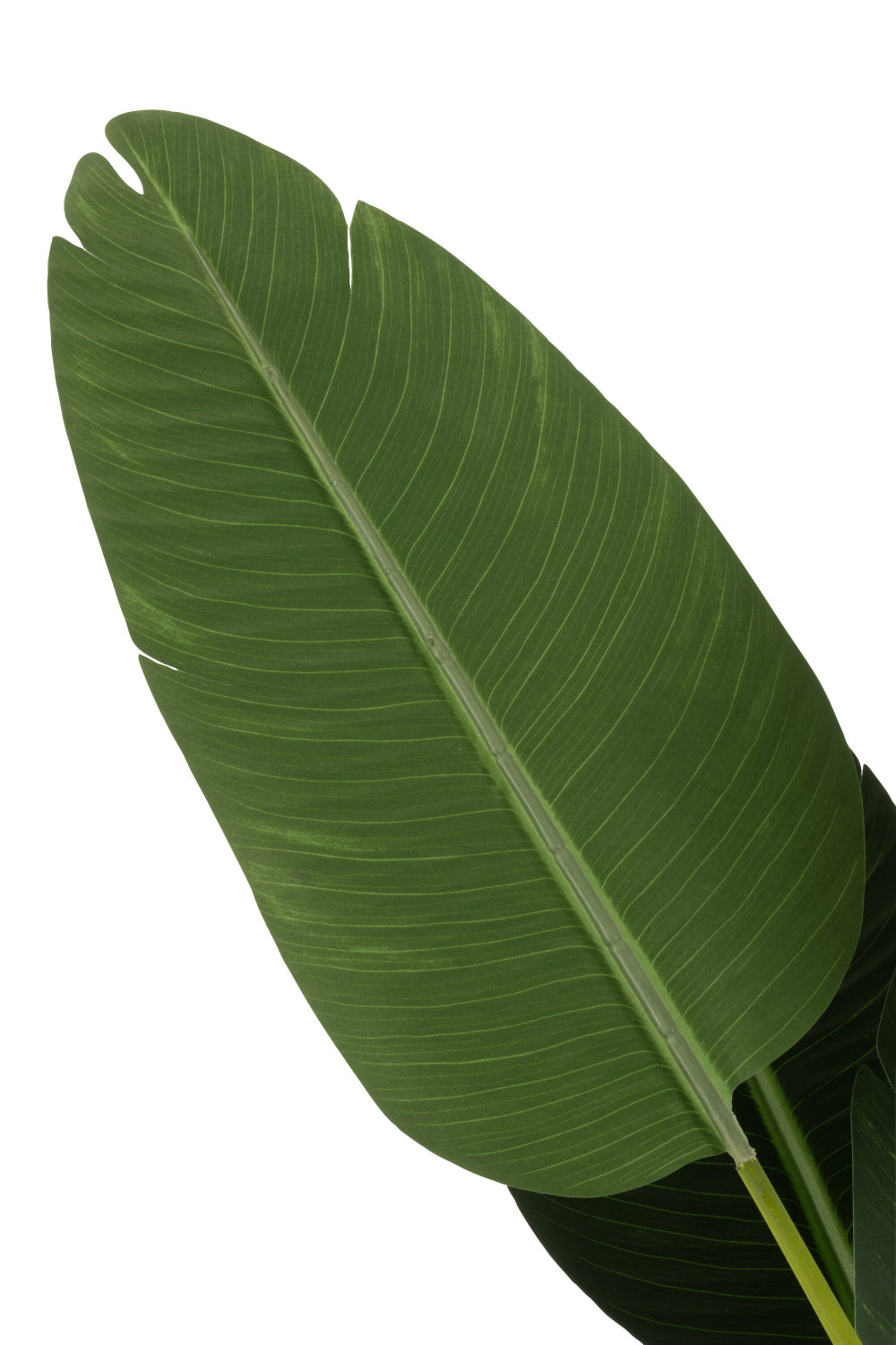 Sterlitzia Synthetic Green Plant Large Leaf Detail