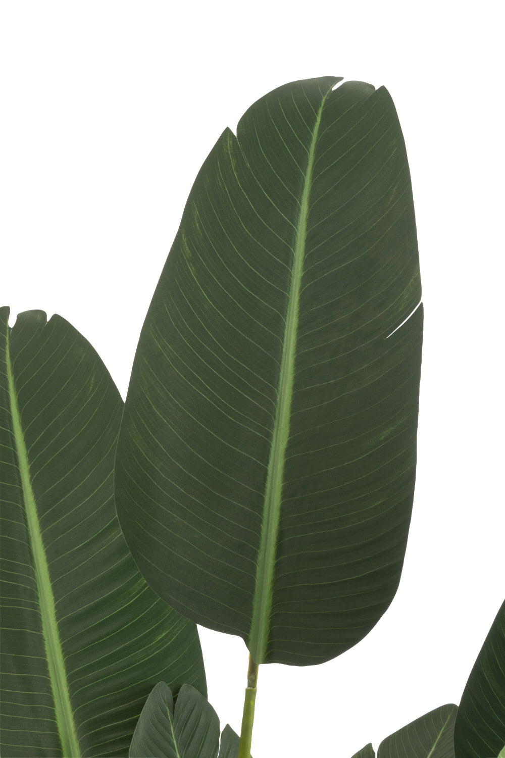 Sterlitzia Synthetic Green Plant Medium Leaf Detail