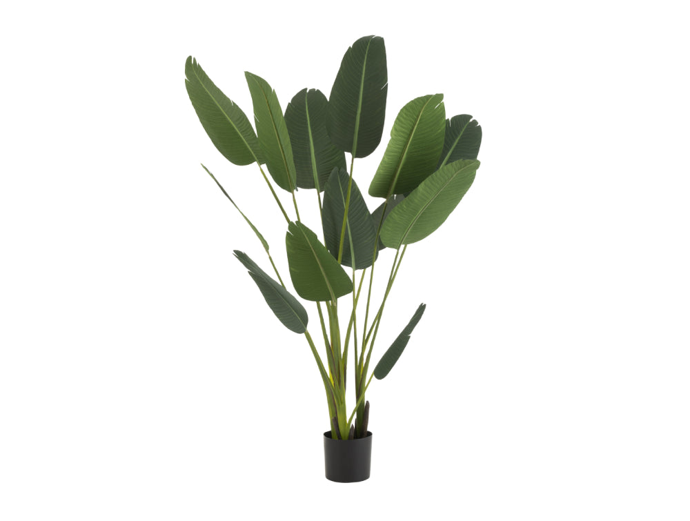Sterlitzia Synthetic Green Plant Medium