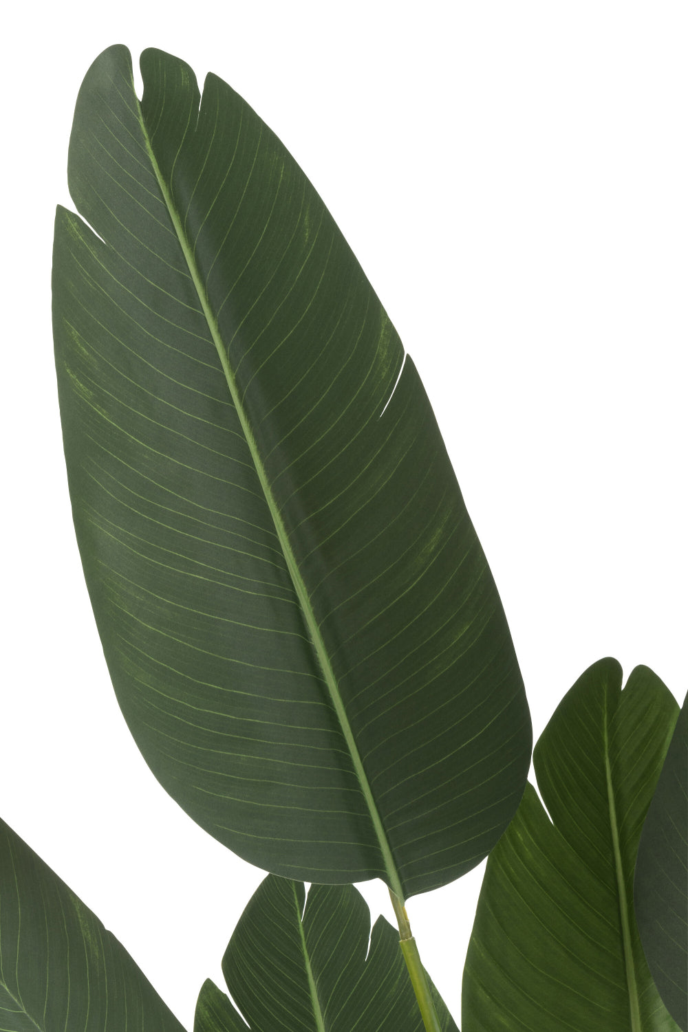 Sterlitzia Synthetic Green Plant Small Leaf Detail